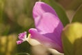 Fringed Polygala Royalty Free Stock Photo