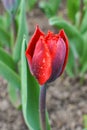 Fringed red tulip bud Royalty Free Stock Photo