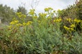 Fringed rue Ruta chalepensis flower Royalty Free Stock Photo