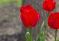 Fringed scarlet spring tulips