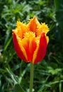 Fringed Tulip Fabio Royalty Free Stock Photo