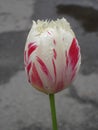 Fringed tulip flower 'Carrousel' (white and red) Royalty Free Stock Photo