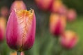 Fringed Tulip Lambada Royalty Free Stock Photo