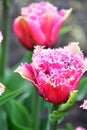 Fringed Tulip Mascotte has lush, double, fuchsia-pink flowers. Royalty Free Stock Photo