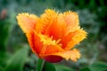 Fringed tulip Royalty Free Stock Photo