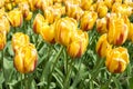 Fringed tulip