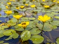 Fringed Water lily with bee Royalty Free Stock Photo