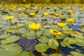 Fringed Water lily Royalty Free Stock Photo