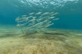 Fringelip mullet (crenimugil crenilabis) in the Red Sea. Royalty Free Stock Photo
