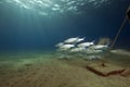 Fringelip mullet and ocean Royalty Free Stock Photo