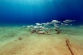 Fringelip mullet in the tropical waters of the Red Sea. Royalty Free Stock Photo