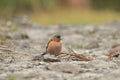 Fringilla coelebs - Common chaffinch