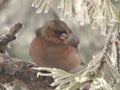 Fringilla coelebs - Common chaffinch