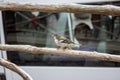 Fringilla coelebs maderensis small cheeky bird, colorful madeiran chaffinch on railing