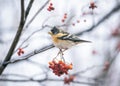 Fringilla montifringilla wintering species of bird feeds on rowan berries. Royalty Free Stock Photo
