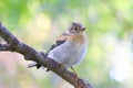 Fringilla montifringilla. A young bird on Yamal