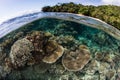 Fringing Coral Reef in Fiji