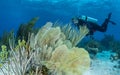 Fringing reef of coral in Bonaire. Caribbean Diving holiday