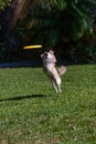 Frisbee above a Jumping Pomeranian Chihuahua dog plays in a tropical yard