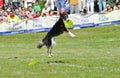 Frisbee competition