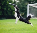 Frisbee dog catching