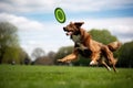 a frisbee flying mid-air towards a dog in a green park Royalty Free Stock Photo