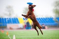 Frisbee Irish setter catching Royalty Free Stock Photo