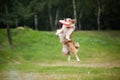 Frisbee red dog catching