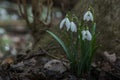 frische schneegloeckchen im fruehling Royalty Free Stock Photo