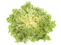 Frisee chicory endive salad Royalty Free Stock Photo