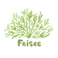 Frisee lettuce doodle icon. Cartoon frisee lettuce illustration. Frisee cute salad simple design. Salad leaves