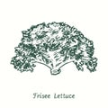 Frisee Lettuce. Ink black and white doodle drawing