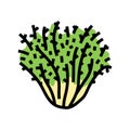 frisee salad food color icon vector illustration