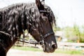 Frisian black horse portrait Royalty Free Stock Photo