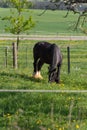 frisian black horse Royalty Free Stock Photo