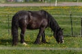 frisian black horse Royalty Free Stock Photo