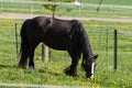 frisian black horse Royalty Free Stock Photo