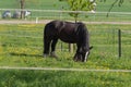 frisian black horse Royalty Free Stock Photo