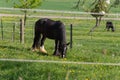 frisian black horse Royalty Free Stock Photo