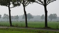 Frisian cows in the fields near Enschede Royalty Free Stock Photo