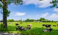 frisian cows in a meadow Royalty Free Stock Photo