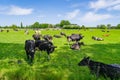 frisian cows in a meadow Royalty Free Stock Photo