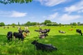 frisian cows in a meadow Royalty Free Stock Photo