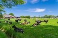 frisian cows in a meadow Royalty Free Stock Photo