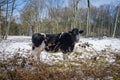 frisian cows in snow Royalty Free Stock Photo