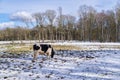 frisian cows in snow Royalty Free Stock Photo