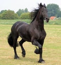 Frisian horse