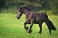 Frisian horse on grass Royalty Free Stock Photo