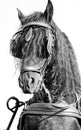 Frisian horse monochrome Royalty Free Stock Photo