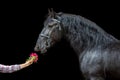 Frisian horse and pion Royalty Free Stock Photo